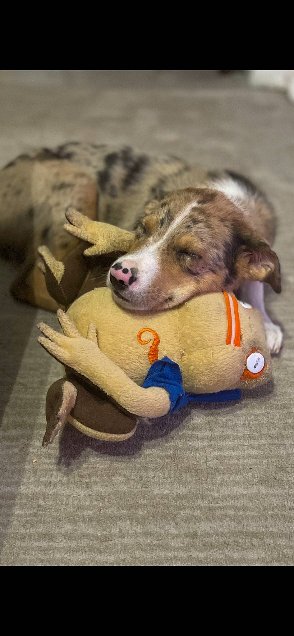 Benelli is registered to the contest to win money with this photo: ball, canidae, carnivore, claw, collar, comfort, companion_dog, dog, dog_breed, dog_supply, dog_toy, fawn, foot, fur, paw, pet_supply, snout, sporting_group, tail, working_animal