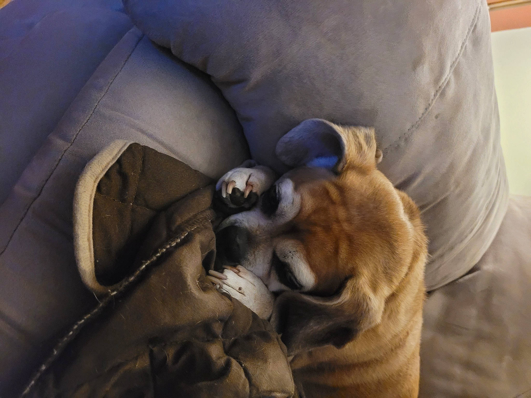 Maddi joined the competition — help win amazing prizes! auto_part, canidae, car_seat, carnivore, comfort, companion_dog, dog, dog_breed, fawn, felidae, fur, linens, paw, small_to_medium_sized_cats, sporting_group, steering_wheel, vehicle_door, whiskers, working_animal, wrinkle