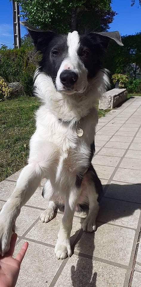 Rocksy a rejoint le concours — aidez-le/la à gagner de superbes lots ! australian_collie, border_collie, canidae, carnivore, companion_dog, dog, dog_breed, fur, gun_dog, herding_dog, mcnab, plant, snout, sporting_group, tail, terrestrial_animal, whiskers, working_animal, working_dog