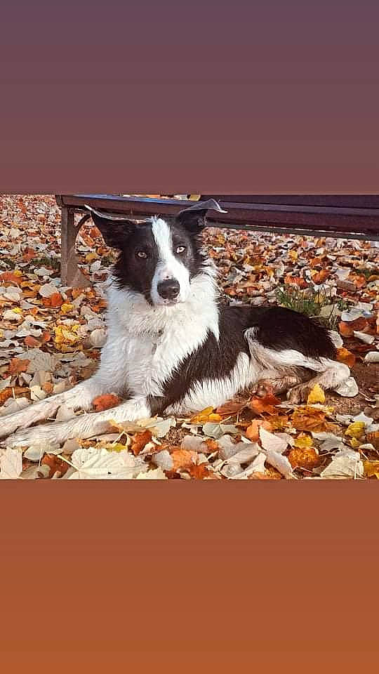 Rocksy participe au concours pour gagner de l'argent avec cette photo : border_collie, canidae, carnivore, companion_dog, dog, dog_breed, herding_dog, paw, puppy, soil, sporting_group, tail, working_dog