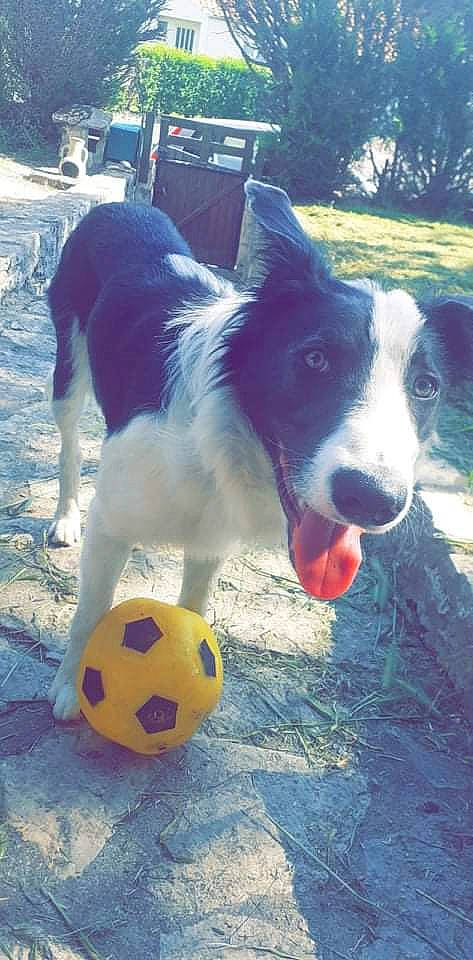 Rocksy a rejoint le concours — aidez-le/la à gagner de superbes lots ! ball, blue, canidae, carnivore, companion_dog, dog, dog_breed, dog_supply, electric_blue, football, fun, herding_dog, plant, snout, soccer, soccer_ball, sporting_group, sports_equipment, vertebrate, working_animal