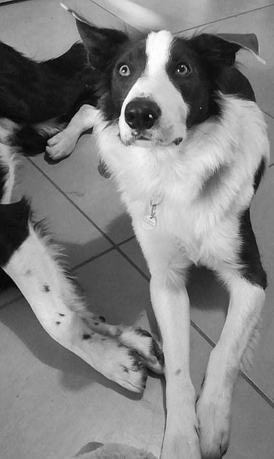 Rocksy a rejoint le concours — aidez-le/la à gagner de superbes lots ! black, black_and_white, border_collie, carnivore, companion_dog, dog, dog_breed, fur, herding_dog, mammal, monochrome, monochrome_photography, paw, snout, sporting_group, style, tail, vertebrate, whiskers, working_animal