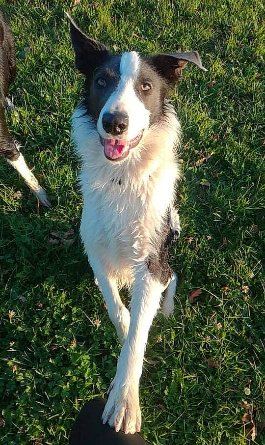 Rocksy participe au concours pour gagner de l'argent avec cette photo : border_collie, canidae, carnivore, companion_dog, dog, dog_breed, grass, herding_dog, plant, sporting_group, working_dog