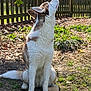 Isla is registered to the contest to win money with this photo: dog, husky, siberian_husky, pet, backyard, fence, grass, sitting, white_fur, brown_fur, looking_up, ears, tail, paws, chew_toy, sunlight, shadows, leaf_litter, outdoor, portrait