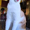 cat, tongue_out, indoor, kitchen, appliance, cabinet, feline, pet, playful, sitting, white_fur, brown_fur, floor, table, chair, domestic, animal, cute, funny_expression, blurry