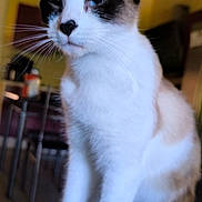 Canon a rejoint le concours — aidez-le/la à gagner de superbes lots ! cat, siamese, indoor, furniture, table, chair, pet, animal, whiskers, ears, fur, domestic, mammal, portrait, looking, sitting, household, cute, feline, closeup