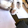 Nala participe au concours pour gagner de l'argent avec cette photo : cat, gray_cat, white_cat, pet, table, papers, pen, phone_case, indoor, curious, paw, feline, resting, closeup, domestic_animal, writing, office_supplies, desk, black_surface, animal
