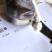 Nala a rejoint le concours — aidez-le/la à gagner de superbes lots ! cat, gray_cat, white_paws, papers, documents, table, indoor, pet, sleeping, resting, home_office, feline, curled_up, quiet, cozy, fur, whiskers, relaxed, domestic_animal, natural_light