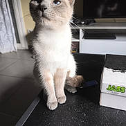 Yumi participe au concours pour gagner de l'argent avec cette photo : cat, siamese, blue_eyes, indoor, curious, pet, feline, whiskers, table, box, television, curtain, floor, sitting, looking_up, domestic, animal, fur, closeup, household