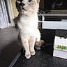 cat, siamese, blue_eyes, indoor, curious, pet, feline, whiskers, table, box, television, curtain, floor, sitting, looking_up, domestic, animal, fur, closeup, household