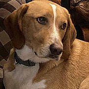 Henry is registered to the contest to win money with this photo: dog, pet, canine, tan_fur, white_fur, floppy_ears, brown_eyes, black_nose, side_eye, close_up, portrait, indoor, couch, blanket, cushions, cozy, relaxed, lying_down, collar, home