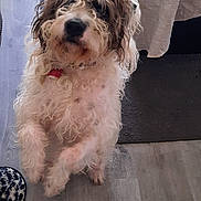 Rolly participe au concours pour gagner de l'argent avec cette photo : dog, curly_hair, pet, indoor, floor, wooden_floor, collar, red_tag, fur, curly_fur, tablecloth, rug, looking_up, begging, playful, animal, cute, pet_indoor, home, flooring