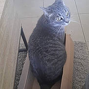 Peach participe au concours pour gagner de l'argent avec cette photo : cat, gray_tabby, cardboard_box, curious, indoor, floor, tile, carpet, furniture, pet, whiskers, tail, looking_up, cozy, domestic, animal, mammal, cute, relaxed, home