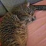 cat, tabby, sleeping, couch, remote_control, indoor, pet, fur, cozy, resting, pink, gray, close_up, animal, domestic_cat, quiet, relaxation, paw, whiskers, nap