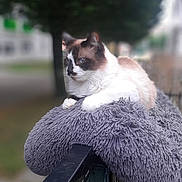 Pacifique participe au concours pour gagner de l'argent avec cette photo : animal, blurred_background, cat, cushion, daylight, feline, fluffy, fur, gray, nature, outdoor, pet, portrait, railing, relaxed, resting, siamese_cat, side_view, tree, whiskers