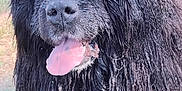 Noé a rejoint le concours — aidez-le/la à gagner de superbes lots ! animal, big_dog, black_fur, canine, close_up, dog, fluffy, friendly, fur, grass, happy, mammal, nature, newfoundland, outdoor, panting, pet, portrait, tongue_out, wet_fur
