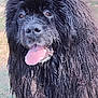 animal, big_dog, black_fur, canine, close_up, dog, fluffy, friendly, fur, grass, happy, mammal, nature, newfoundland, outdoor, panting, pet, portrait, tongue_out, wet_fur