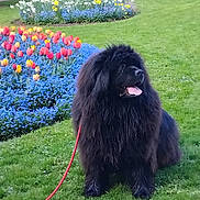 Noé participe au concours pour gagner de l'argent avec cette photo : animal, black_dog, blue_flowers, canine, colorful, dog, flower_bed, fluffy, grass, greenery, happy, leash, nature, outdoor, park, pet, sitting, spring, tongue_out, tulips