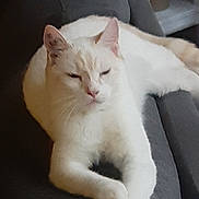 Blanco participe au concours pour gagner de l'argent avec cette photo : animal, cat, closeup, couch, cozy, domestic_cat, ears, feline, fur, furniture, indoor, living_room, orange_markings, paw, pet, relaxed, resting, sleepy, whiskers, white_cat
