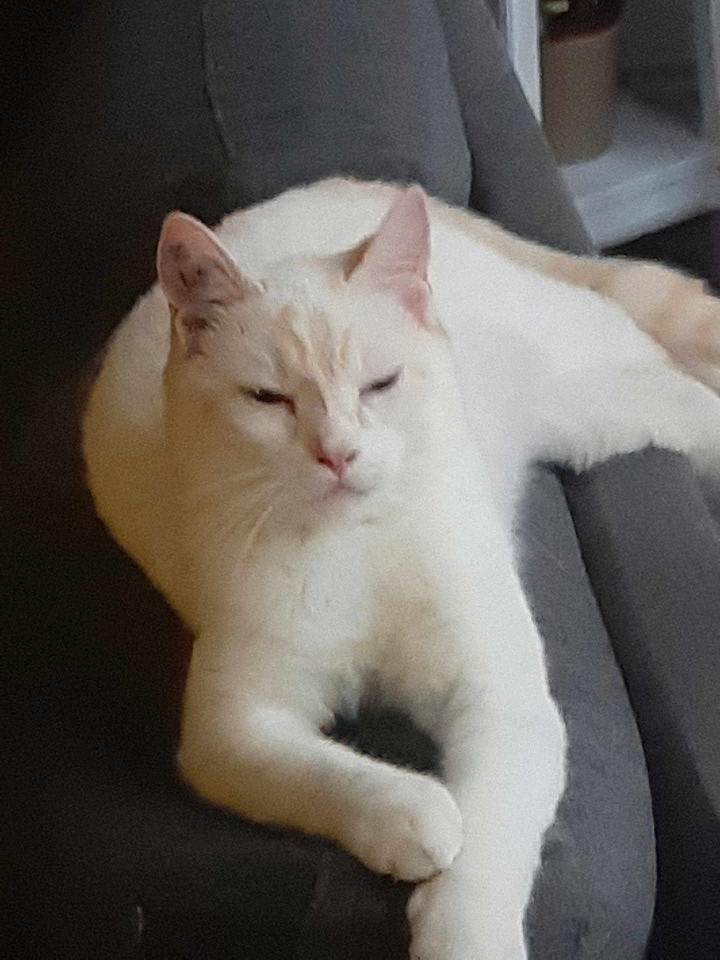 Blanco