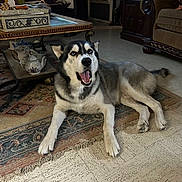 Sheldon joined the competition — help win amazing prizes! dog, husky, pet, animal, indoors, rug, floor, living_room, furniture, coffee_table, teapot, decor, canine, mammal, laying_down, open_mouth, ears, fur, home, domestic