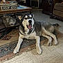 dog, husky, pet, animal, indoors, rug, floor, living_room, furniture, coffee_table, teapot, decor, canine, mammal, laying_down, open_mouth, ears, fur, home, domestic