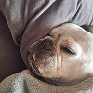 Minnie participe au concours pour gagner de l'argent avec cette photo : dog, bulldog, sleeping, blanket, cozy, tongue_out, close_up, pet, fur, resting, indoor, soft_texture, comfort, snuggle, cute, face, wrinkles, animal, nap, relaxed