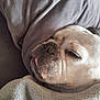 dog, bulldog, sleeping, blanket, cozy, tongue_out, close_up, pet, fur, resting, indoor, soft_texture, comfort, snuggle, cute, face, wrinkles, animal, nap, relaxed