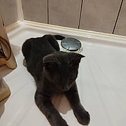 Stitch participe au concours pour gagner de l'argent avec cette photo : cat, gray_cat, bathtub, indoor, pet, animal, relaxed, stretching, white_surface, tile_wall, drain, fur, paws, quiet, calm, domestic, companion, resting, feline, bathroom