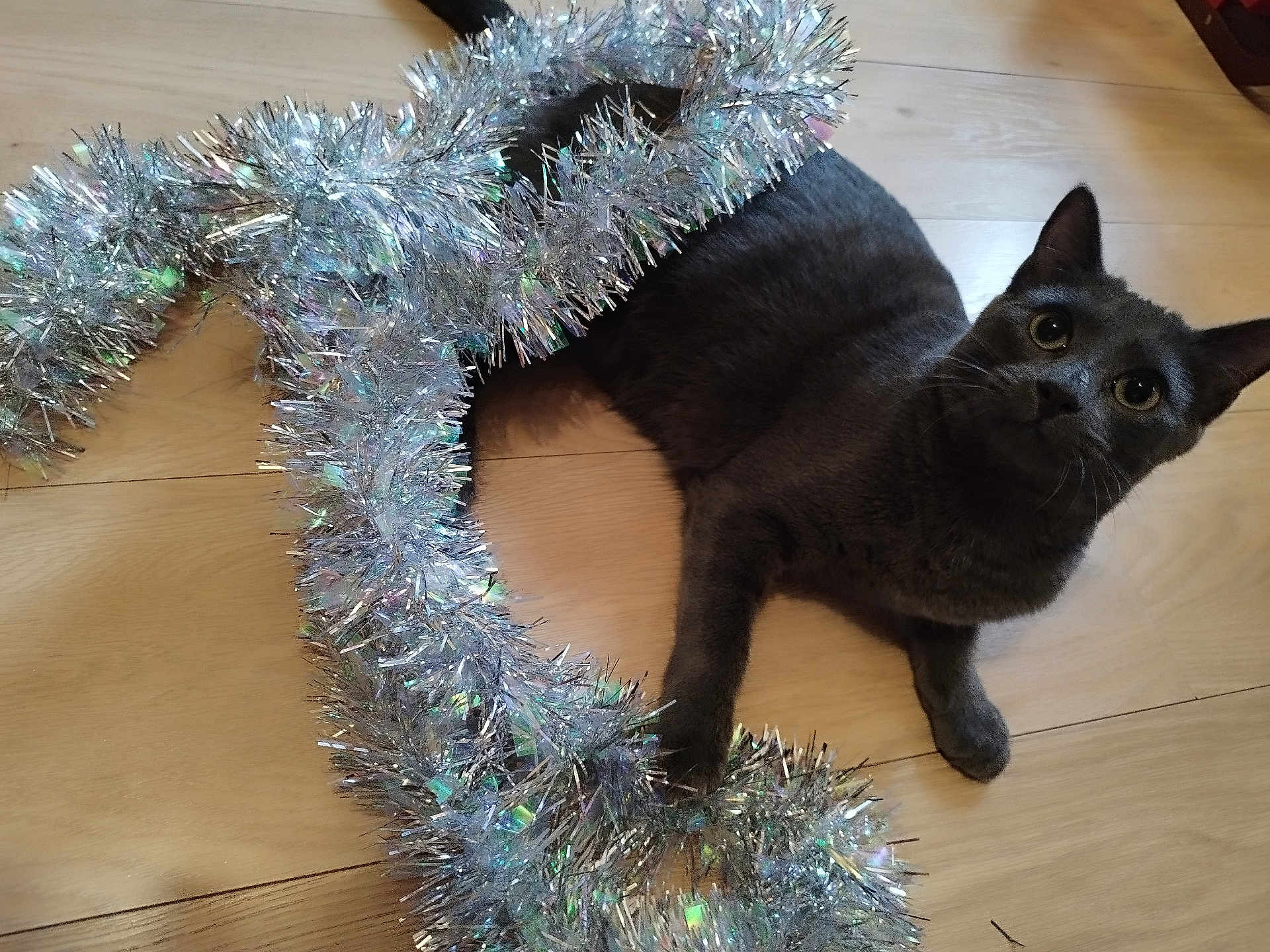 Stitch a rejoint le concours — aidez-le/la à gagner de superbes lots ! cat, gray_cat, tinsel, wooden_floor, holiday, playful, curious, pet, feline, indoor, animal, decorative, sparkly, shiny, flooring, whiskers, ears, wide_eyes, domestic_cat, resting