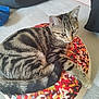 Simba a rejoint le concours — aidez-le/la à gagner de superbes lots ! cat, tabby, pet, animal, feline, cushion, donut, sprinkles, pillow, bedroom, carpet, resting, fur, striped, cute, domestic, indoor, relaxed, whiskers, tail