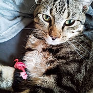 Simba participe au concours pour gagner de l'argent avec cette photo : cat, tabby, close_up, pet, animal, whiskers, fur, paw, pink, flamingo, clip, blanket, resting, indoor, cute, relaxed, mammal, domestic_animal, feline, sleepy