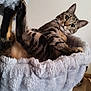 Simba participe au concours pour gagner de l'argent avec cette photo : cat, tabby, cat_bed, fluffy, indoor, pet, animal, fur, whiskers, paw, relaxed, cozy, looking, curious, feline, playful, upside_down, ears, claws, soft