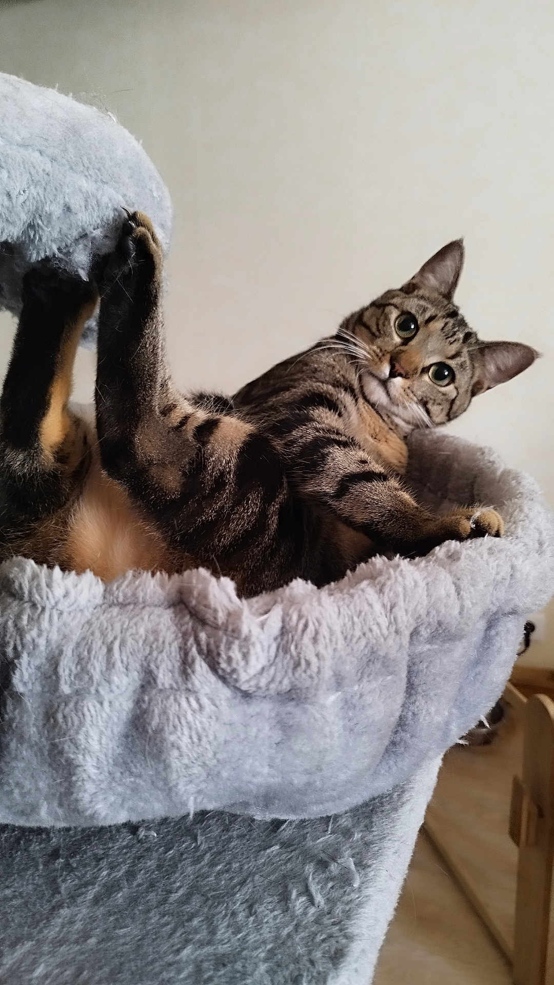 Simba