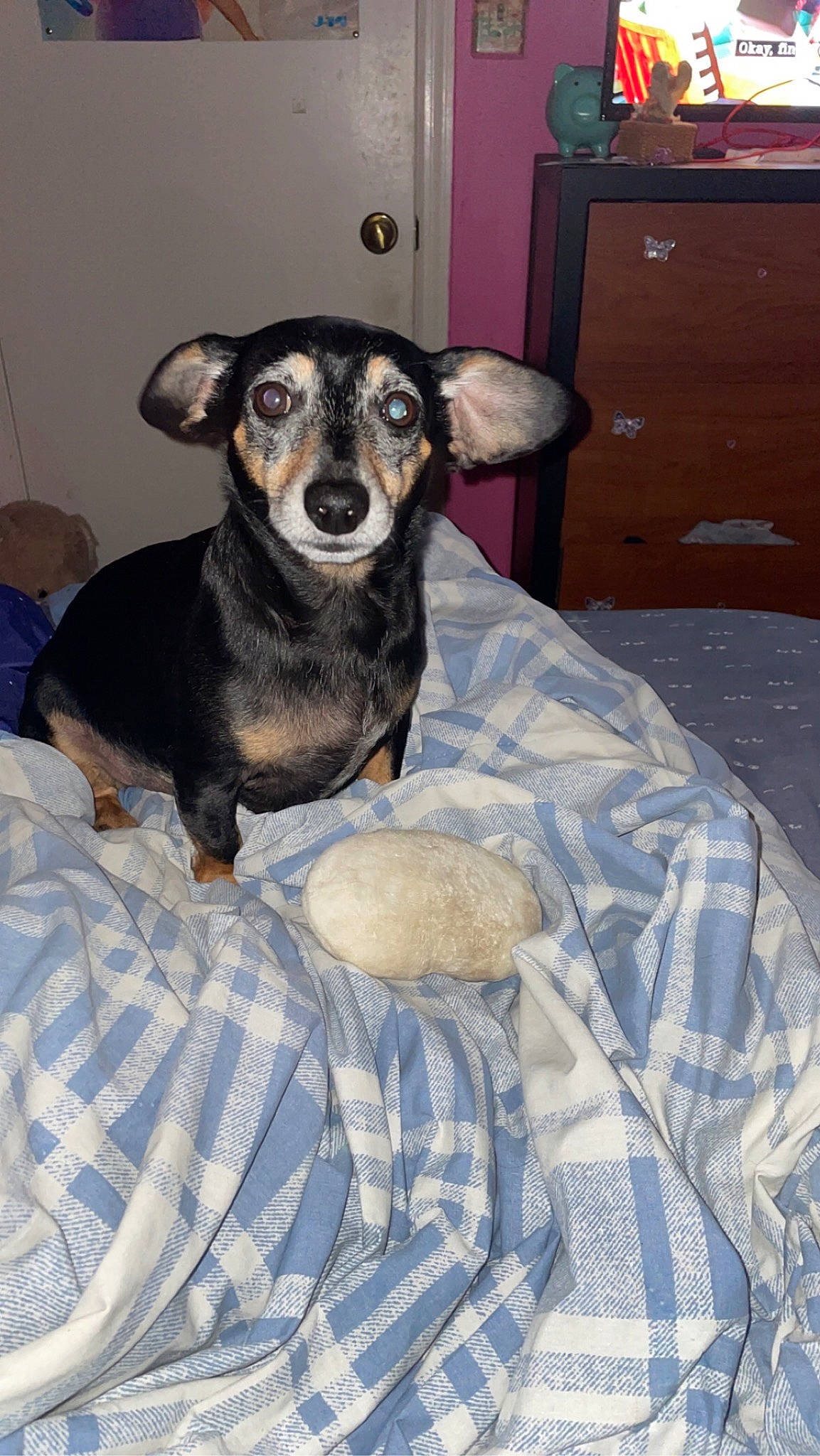 Blaze joined the competition — help win amazing prizes! cabinetry, canidae, carnivore, chest_of_drawers, comfort, companion_dog, cupboard, dog, dog_breed, drawer, fawn, fur, guard_dog, linens, pattern, sporting_group, toy_dog, whiskers, wood, working_animal