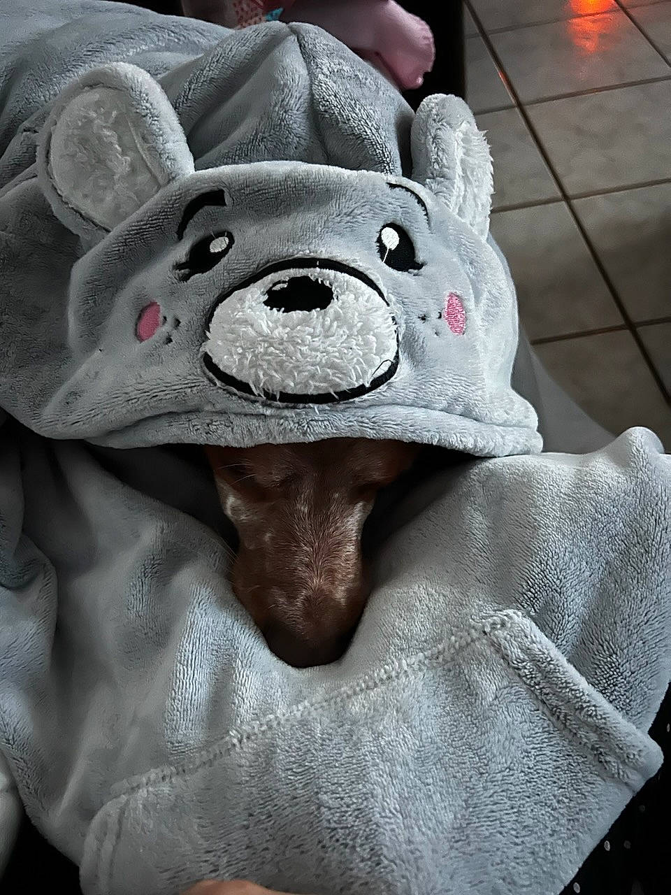 Calin participe au concours pour gagner de l'argent avec cette photo : art, bear, chin, domestic_pig, eye, fur, happy, head, headgear, linens, mouth, nose, plush, snout, stuffed_toy, suidae, teddy_bear, terrestrial_animal, toy, wrinkle