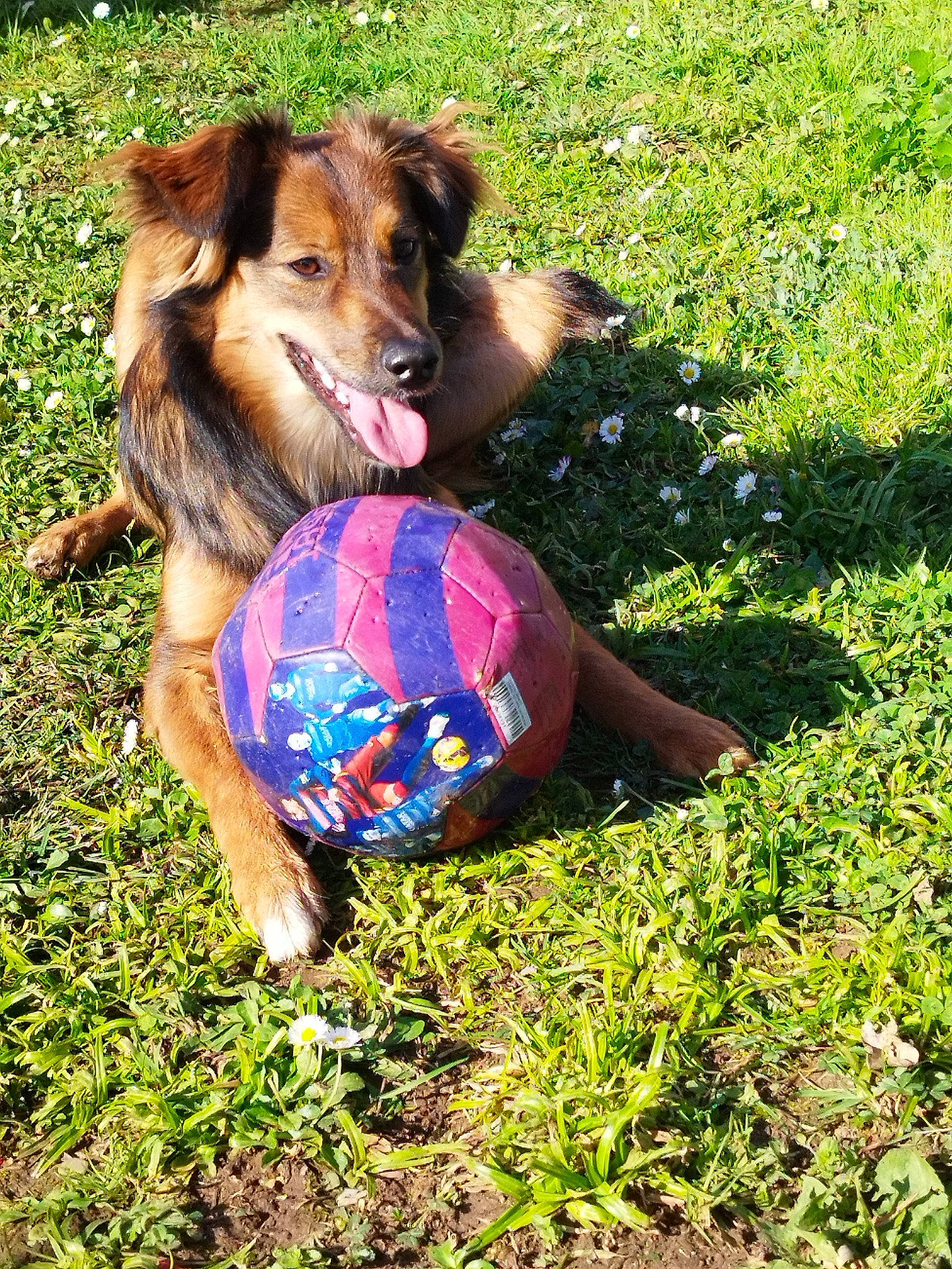 Sky participe au concours pour gagner de l'argent avec cette photo : ball, bocce, carnivore, companion_dog, dog, dog_breed, football, grass, groundcover, happy, lawn, people_in_nature, personal_protective_equipment, plant, scotch_collie, soccer_ball, sporting_group, sports_equipment, sports_toy, toy