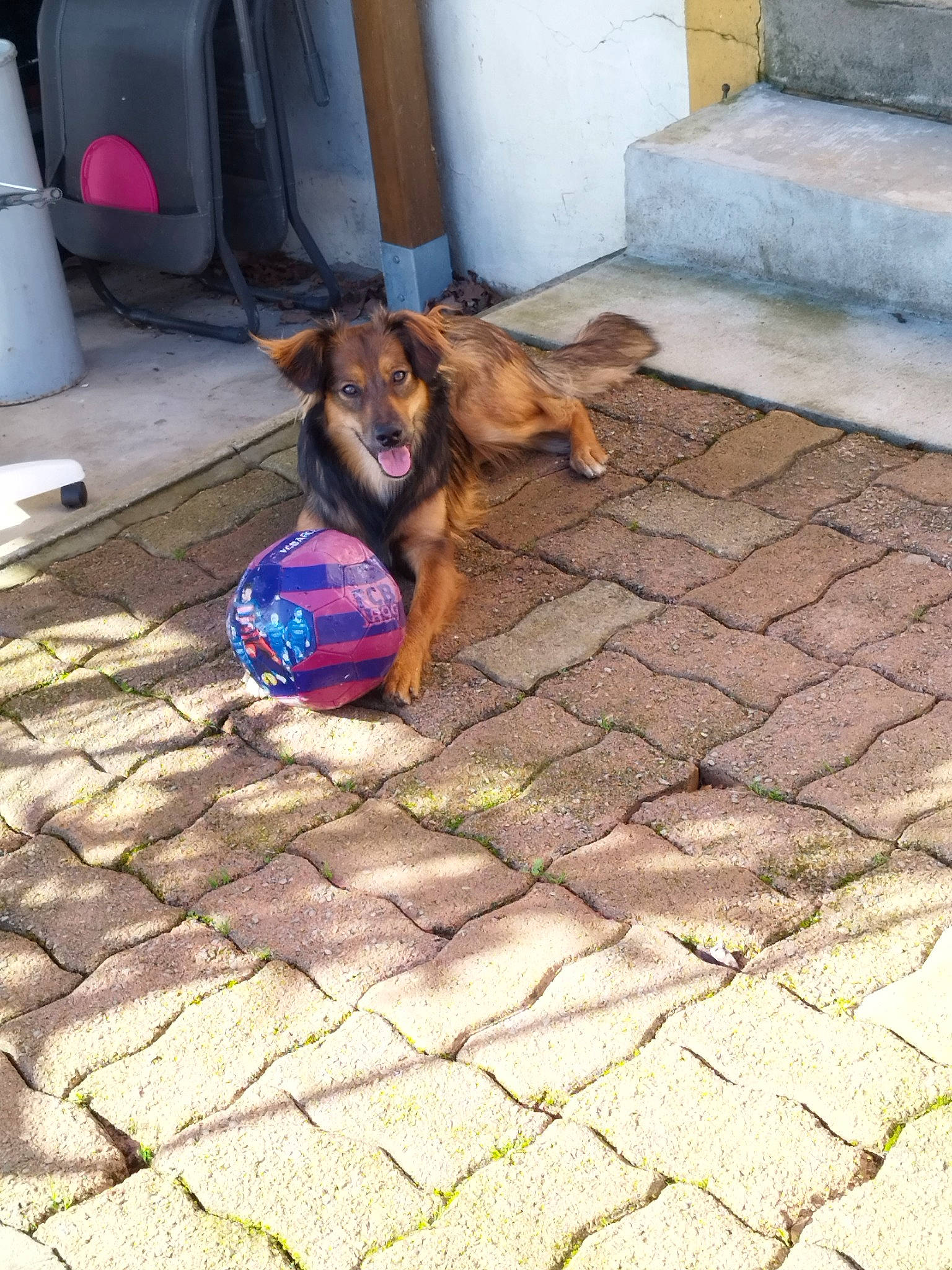 Sky participe au concours pour gagner de l'argent avec cette photo : canidae, carnivore, cobblestone, companion_dog, concrete, dog, dog_breed, dog_supply, fawn, flagstone, floor, flooring, gas, pet_supply, road, road_surface, sidewalk, snout, sporting_group, street