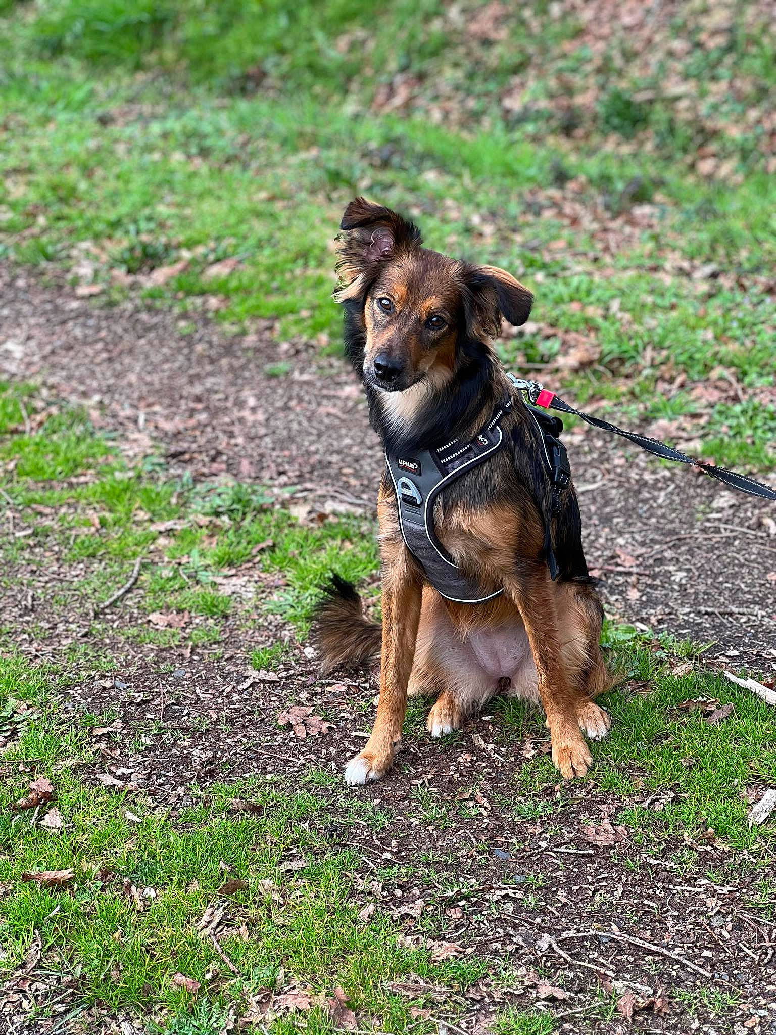 Sky a rejoint le concours — aidez-le/la à gagner de superbes lots ! canidae, carnivore, collar, companion_dog, dog, dog_breed, dog_supply, east_european_shepherd, fawn, german_shepherd_dog, grass, groundcover, guard_dog, king_shepherd, leash, old_german_shepherd_dog, snout, sporting_group, tail, working_dog