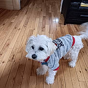 Fluffy is registered to the contest to win money with this photo: canine, clothing, collar, companion, curious, cute, dog, domestic_animal, flooring, fluffy, furniture, house, indoor, living_room, pet, small_dog, sweater, tail, white_dog, wood_floor
