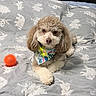 Apolo is registered to the contest to win money with this photo: dog, bed, blanket, toy, orange_ball, curly_fur, bandana, pet, cute, animal, indoor, relaxed, looking_at_camera, furniture, grey, white, pattern, small_dog, playing, resting
