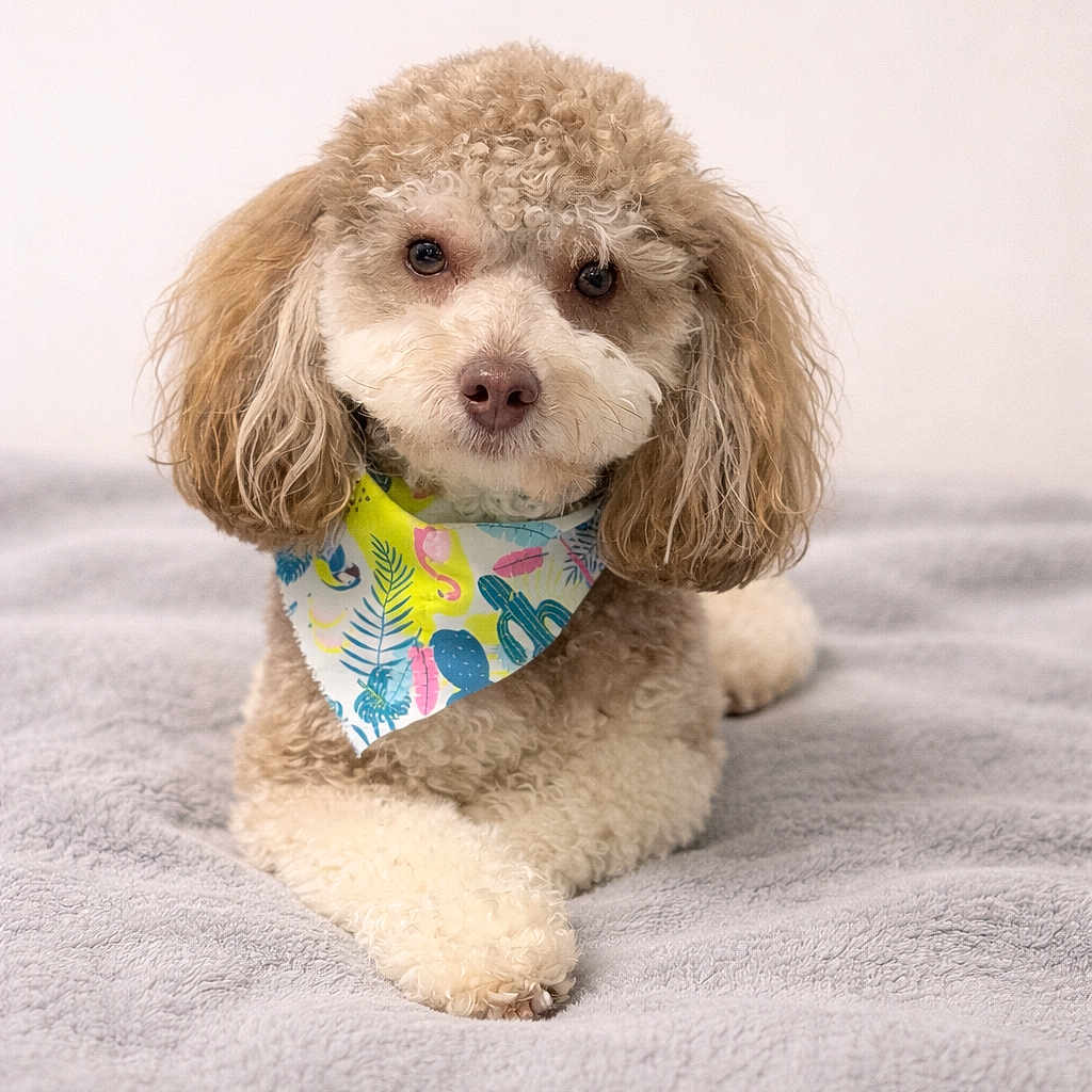 Apolo joined the competition — help win amazing prizes! dog, poodle, curly_hair, bandana, pet, animal, cute, portrait, indoor, blanket, soft_texture, relaxed, brown, white, fluffy, lying_down, adorable, eyes, face, fur