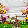 Apolo is registered to the contest to win money with this photo: dog, easter, grass, flowers, bunny_figure, decorations, colorful, sign, bow_tie, eggs, spring, holiday, cute, pet, greenery, festive, background, indoor, celebration, toy