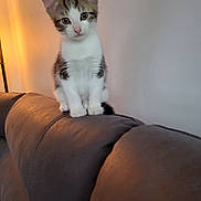 Peppy is registered to the contest to win money with this photo: animal, cat, couch, cozy, curious, cute, domestic, feline, furniture, gray, indoor, kitten, lamp, pet, sitting, soft_light, striped, wall, white, young