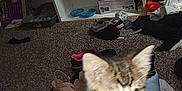 Wall-E Ben Feist is registered to the contest to win money with this photo: bed, blanket, blur, carpet, cat, clutter, domestic, feline, footwear, furniture, household, indoor, kitten, messy, pet, room, shelf, shoes, small_animal, storage