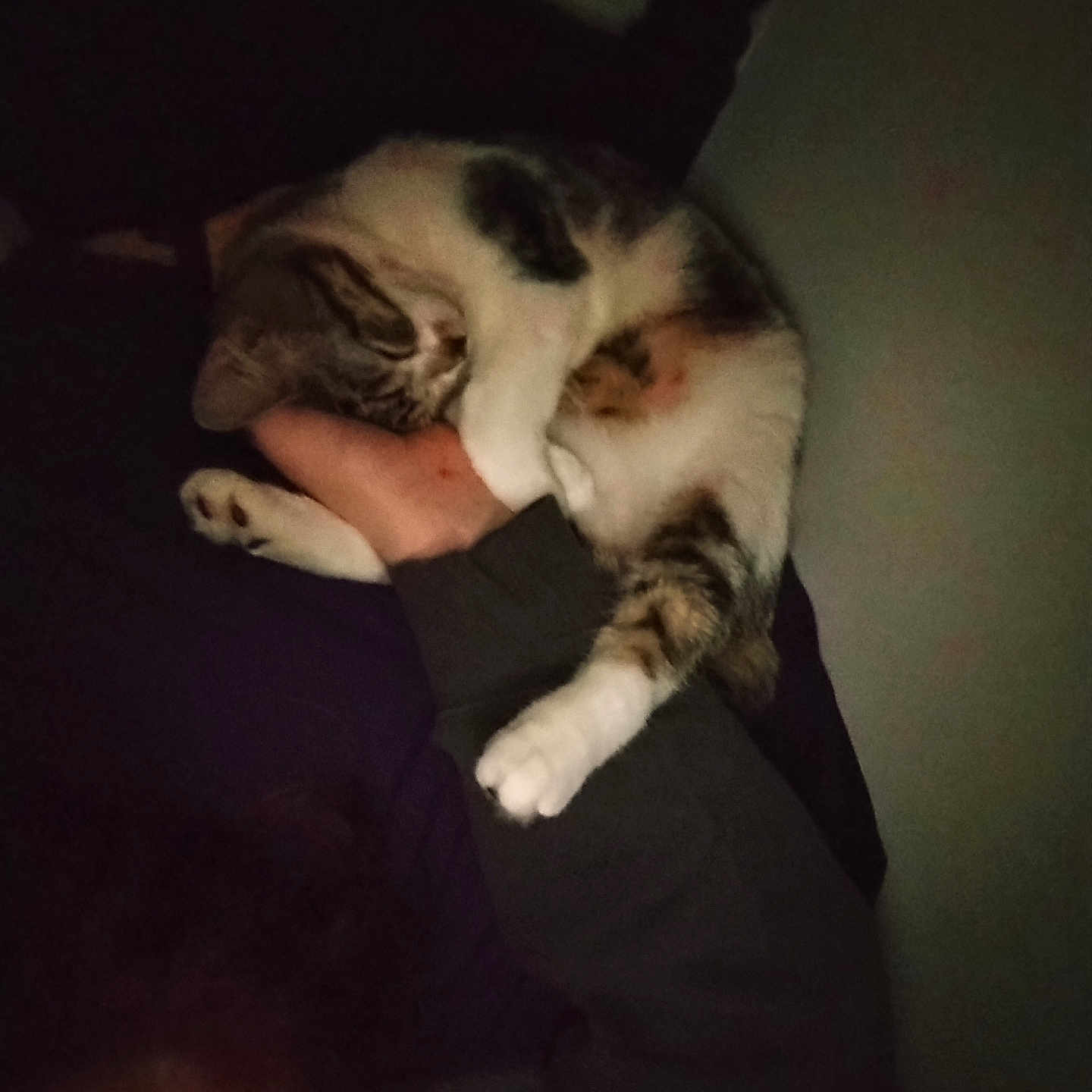 Wall-E Ben Feist is registered to the contest to win money with this photo: animal, arm, bedroom, cat, clothing, comfort, cozy, dark, feline, fur, hand, human, indoor, paw, pet, quiet, relaxing, resting, shadow, sleeping