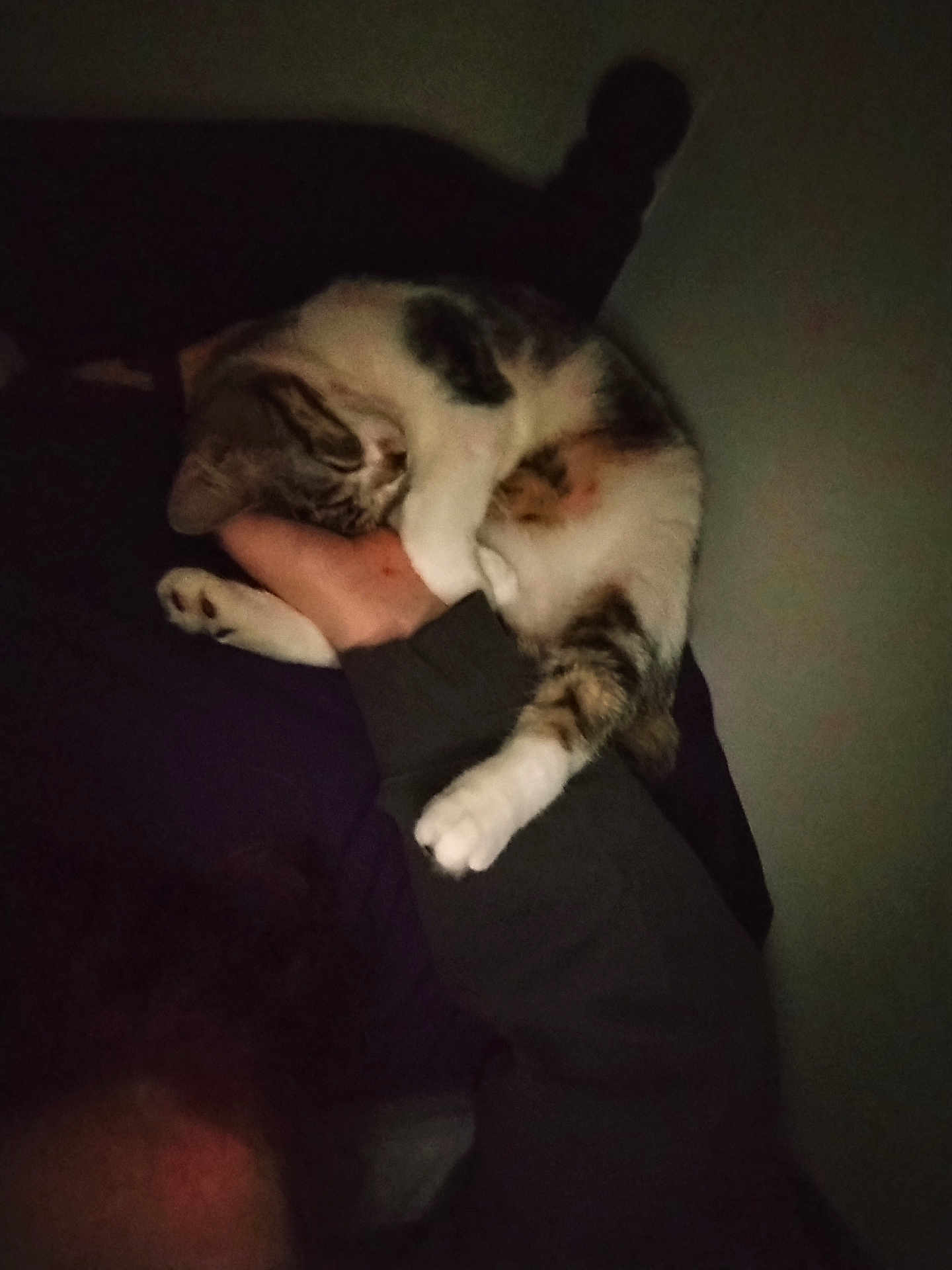 Wall-E Ben Feist is registered to the contest to win money with this photo: cat, animal, pet, sleeping, arm, human, dark, bedroom, feline, resting, cozy, indoor, comfort, paw, fur, clothing, hand, relaxing, quiet, shadow