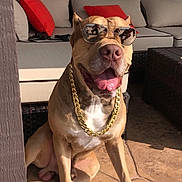 Brutus is registered to the contest to win money with this photo: dog, sunglasses, gold_chain, patio, outdoor, sunlight, couch, red_pillows, happy, tongue_out, paw, canine, pet, relaxing, summer, shade, furniture, smiling, sitting, cool