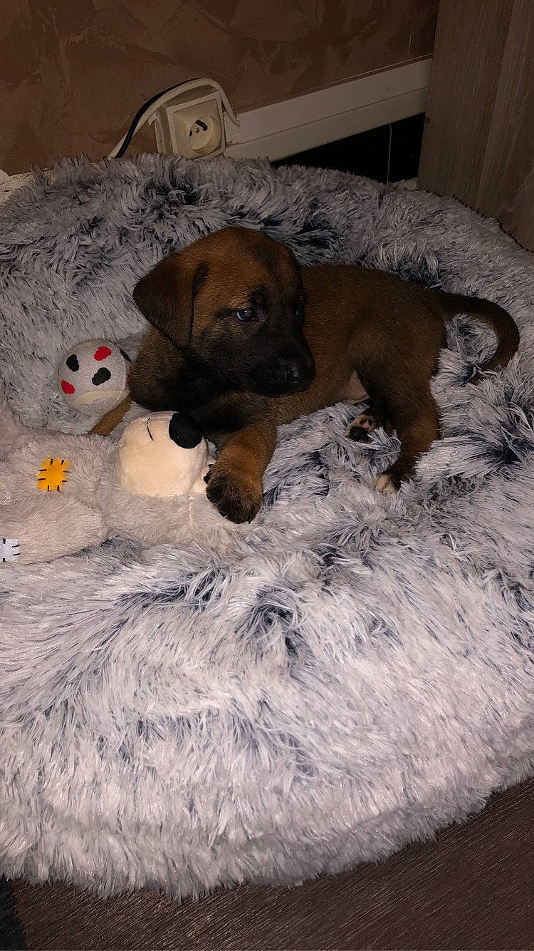 Asia a rejoint le concours — aidez-le/la à gagner de superbes lots ! canidae, carnivore, comfort, companion_dog, dog, dog_bed, dog_breed, dog_supply, fawn, flooring, fur, grey, linens, liver, pet_supply, snout, sporting_group, stuffed_toy, toy, working_animal