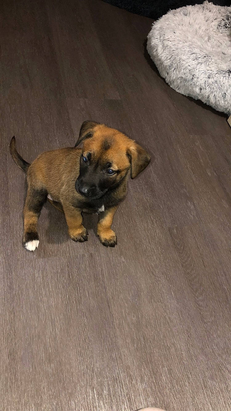 Asia a rejoint le concours — aidez-le/la à gagner de superbes lots ! canidae, carnivore, companion_dog, dog, dog_breed, fawn, flooring, hardwood, non_sporting_group, paw, pet_supply, puppy, snout, sporting_group, tail, terrestrial_animal, toy_dog, wood, working_animal, working_dog